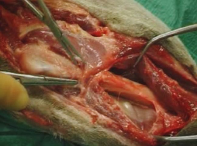 小動物整形外科疾患に対する一般的なアプローチ